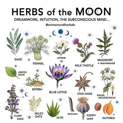 The History and Evolution of Occult Herbal Magic